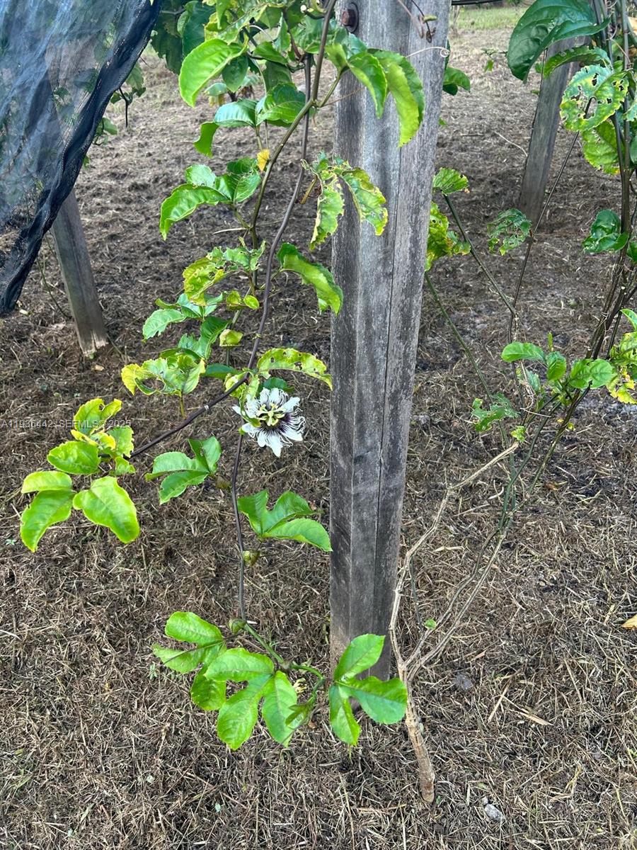 MONTURA SOUTH HALF(100804) - Land