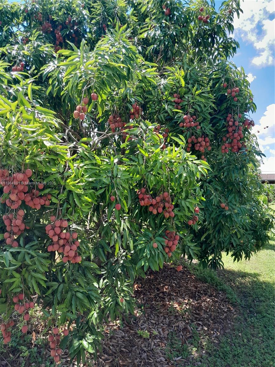 10 acre home/lychee grove - Residential