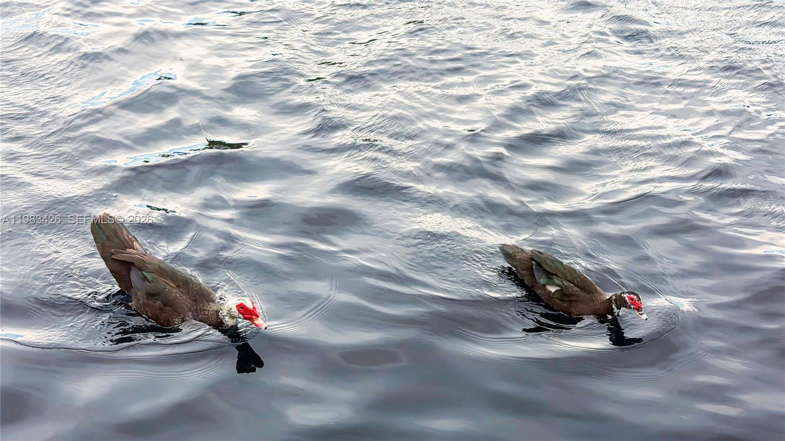 MIAMI LAKES-LAKE KATHARIN - Residential