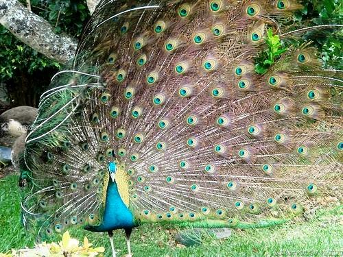 5100 BAYVIEW AT FISHER IS - Residential