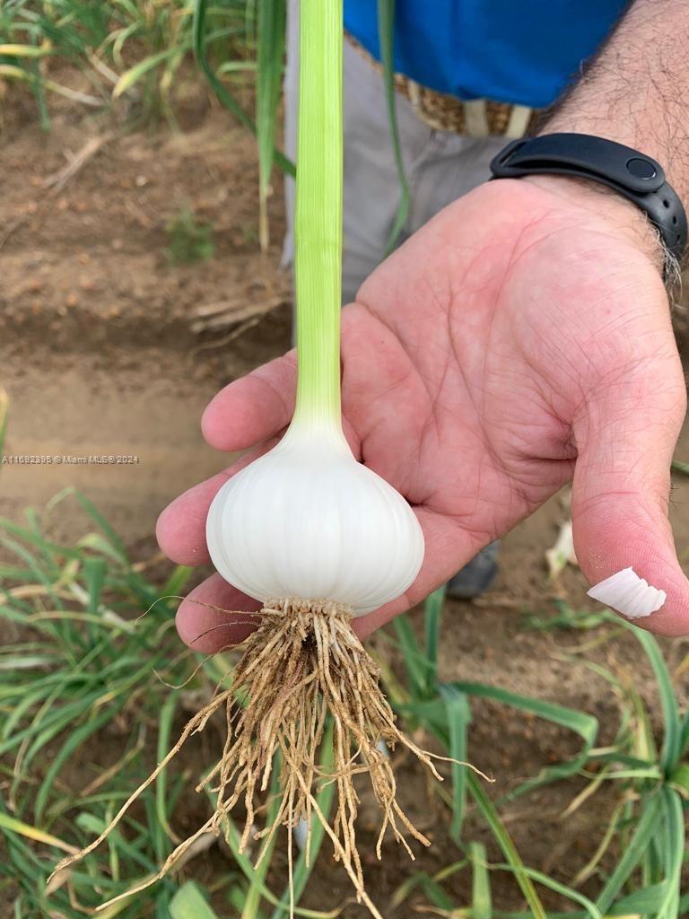 Company in the produce sector (vegetables) dedicated to import, production, and distribution in Miami and other states. Its members have 9 years of experience and the wholesale sector includes garlic and other products in various presentations. More than 50 active clients. Availability of the owners to stay in the business according to agreement. Crop and industrial projects in progress. Contact the agent by text, for information it is necessary NDA and proof of available funds for the transaction).