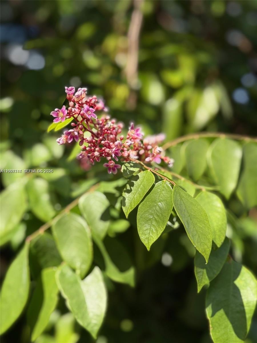 HOLLYWOOD LITTLE RANCHES - Residential