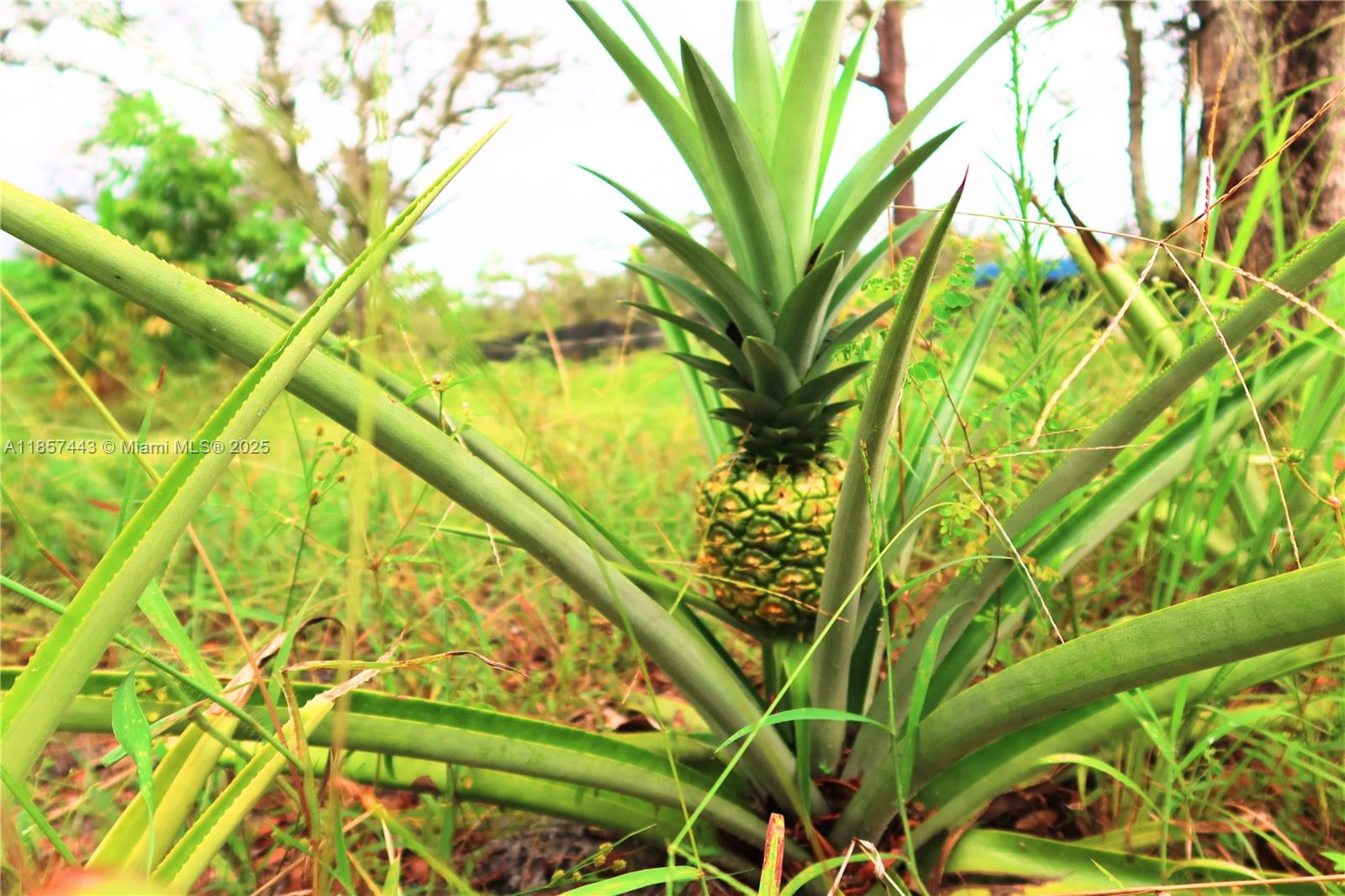 SEBRING ACRES SUB - Land