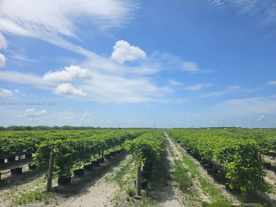 INVESTOR OPPORTUNITY!! Land surrounded for canals ready for agricultural purposes. Structure with 3780  individual transpiration pots and irrigation system already in place, Steel structure. There are 3 canals on the property which can be used to irrigate crops, ready for agriculture, residential zoned and suitable for construction (A-2) 1 single-family home.