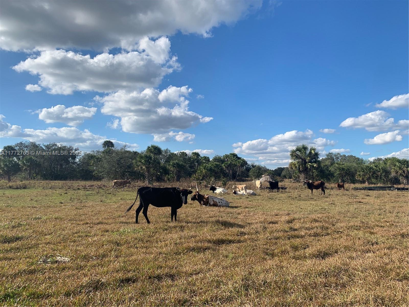 EXCELLENT OPPORTUNITY to own a private 20+ ACRE PARCEL. High & Dry, has a brand new well, electricity hooked up, fully cleared and completely fenced with entry gate. Take advantage of Agricultural Tax exemption that will be transferred to the new owner. (Some cows currently on site can be included with purchase). Working Corral for cows in place. A thirty-four-foot RV is on the property that is included in the sale so that you can live comfortably while building your ideal home, surrounded by tranquil, secluded nature. Lots of wildlife in this area for hunting! ***Possible owner financing***SHOWING BY APPOITMENT ONLY***