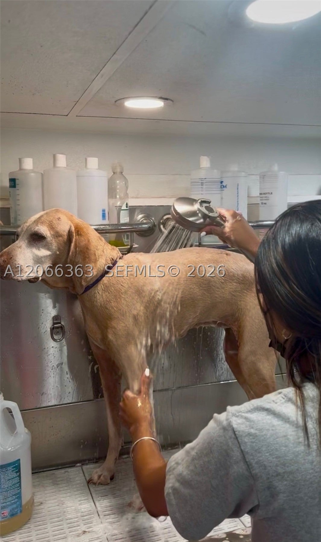 Mobile Pet Grooming