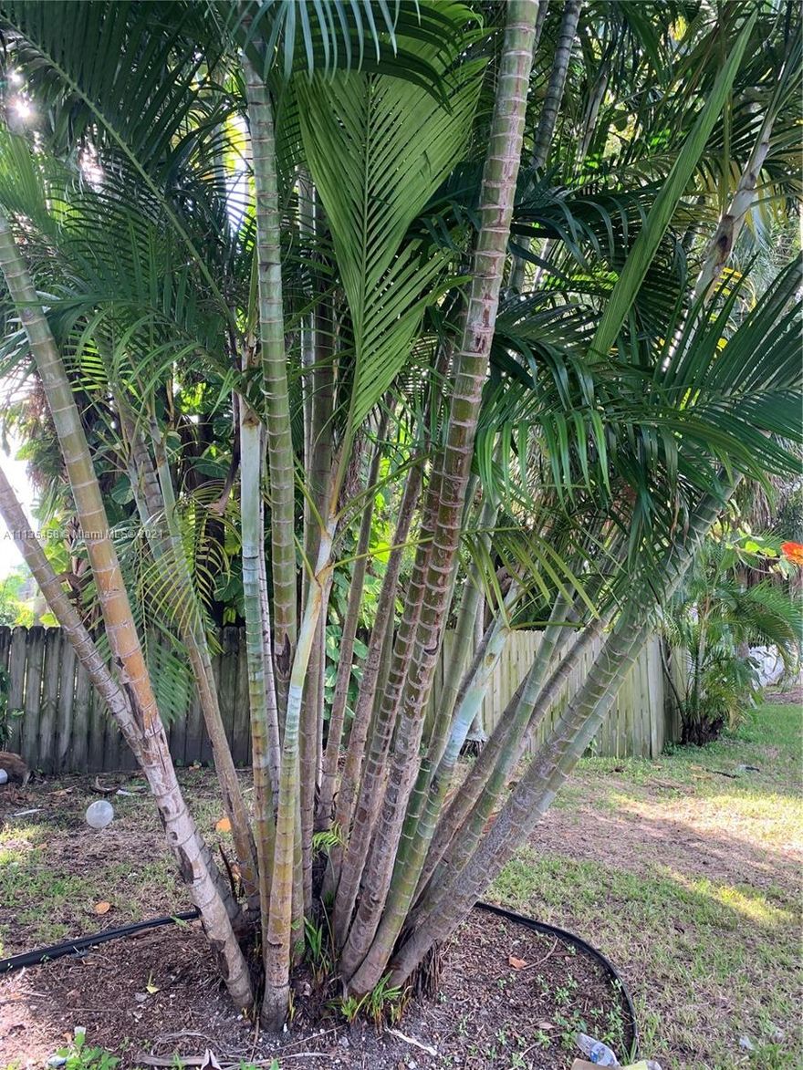 LOOKING FOR A NICE RENTAL IN A GREAT LOCATION THIS BEAUTIFUL PRIVATE SINGLE FAMILY HOME 3/2 IS CLOSE TO BEACHES AND SHOPPING.  KITCHEN WITH GRANITE COUNTER TOP NEWER APPLIANCES WITH PARQUET AND SPANISH TILL FLOORS WASHER/DRYER BIG BACK YARD!!!7 MINTH TO THE BEACH
PETS  WELCOME WITH ADITION DEPOSIT!!!