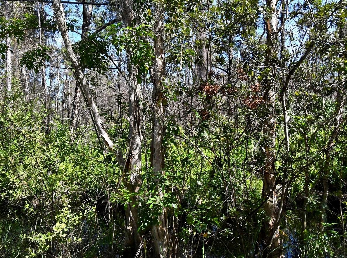 Secure this 1.25-ACRE LOT in the fastest-growing city in FLA. This HIGH AND DRY lot promises a stable foundation for your future construction endeavors. Please see remarks!