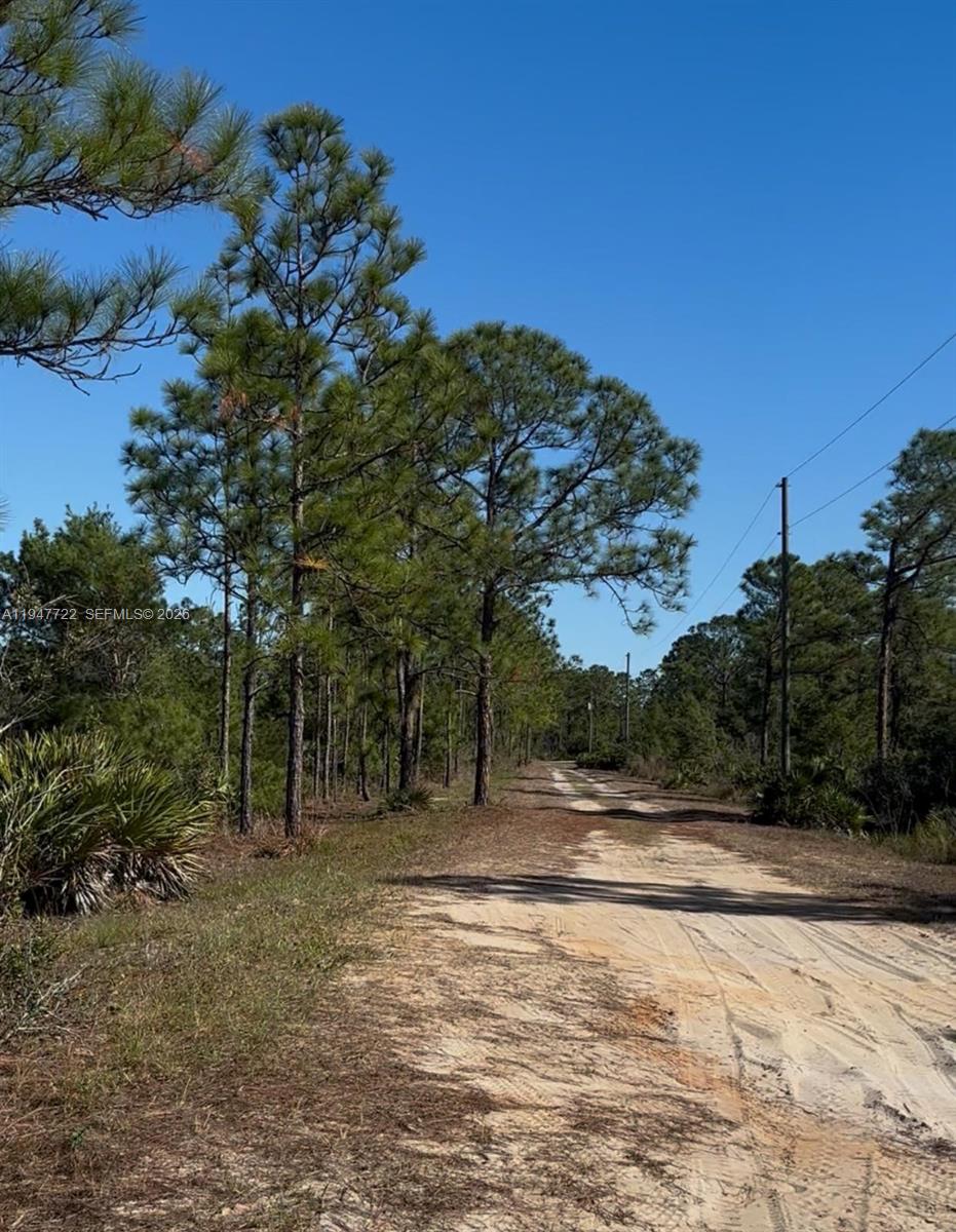 ORANGE BLOSSOM - Land