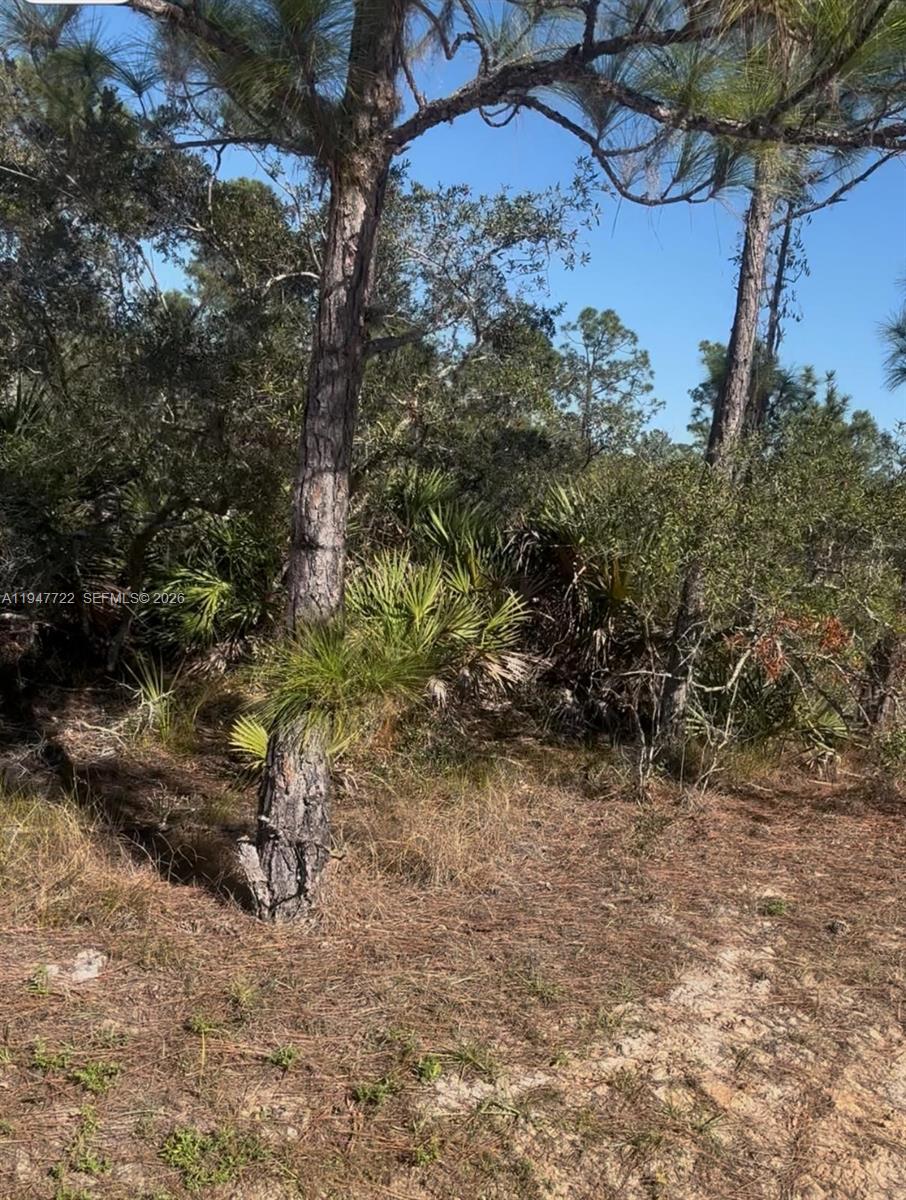 ORANGE BLOSSOM - Land