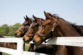 BIRD ROAD FARMSITES - Residential