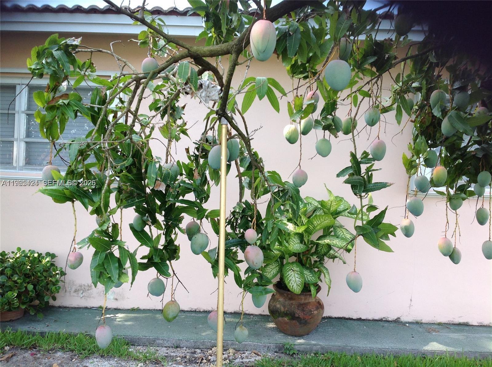 FLORIDA FRUIT LAND COMPAN - Residential