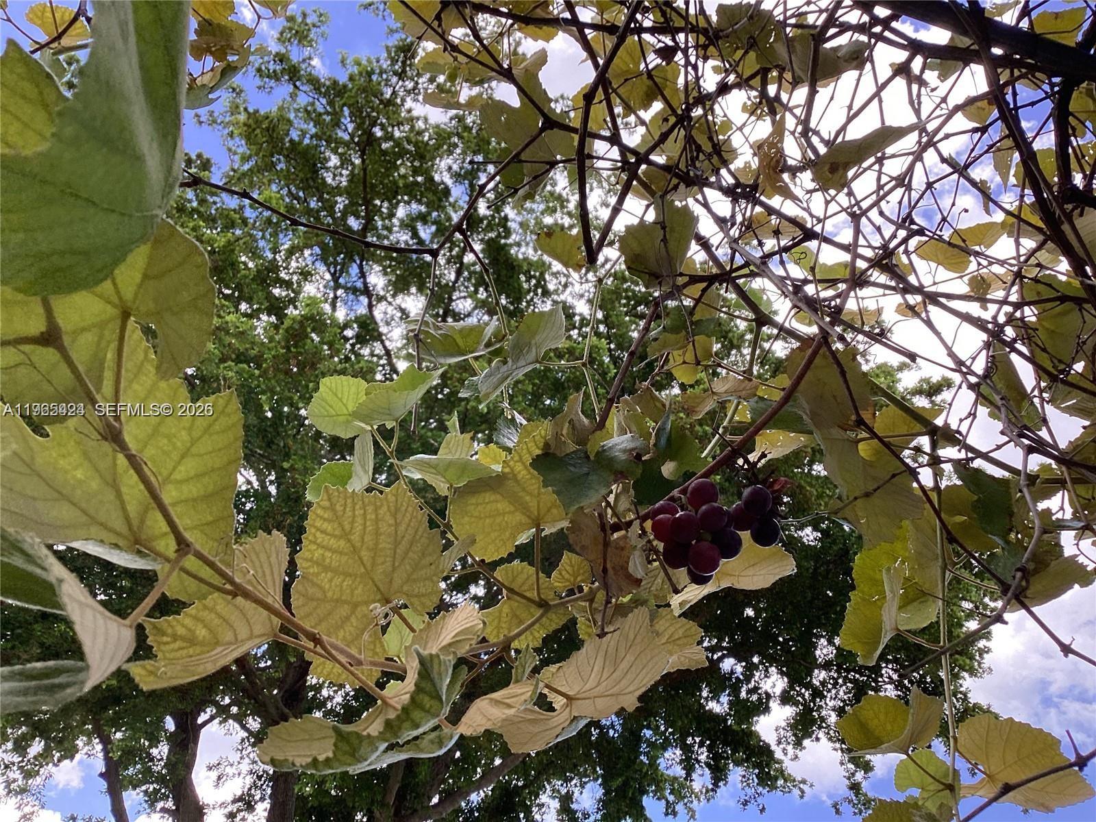 FLORIDA FRUIT LAND COMPAN - Residential