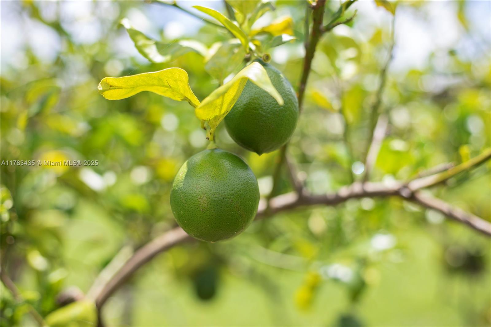 1.08 ACRE farmhouse - Residential