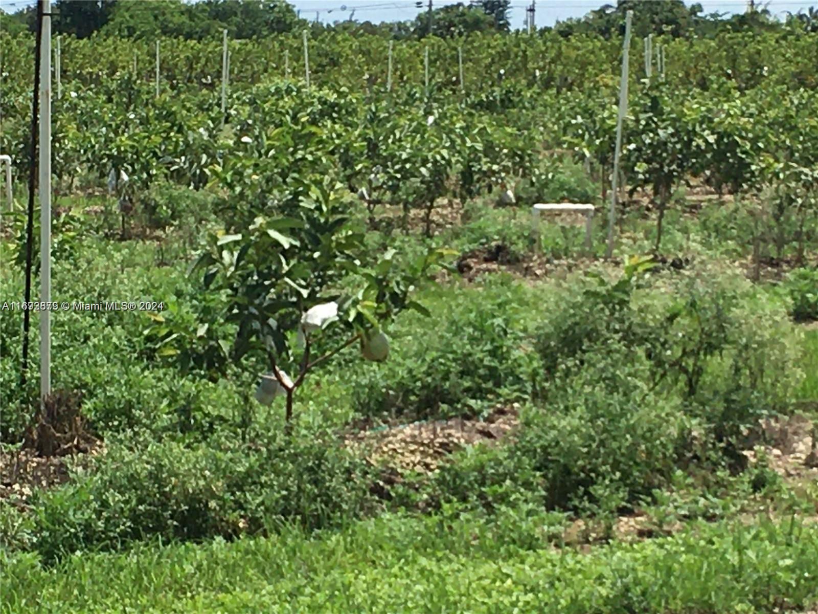 Great Redland location! Build a dream home + a guest house on this 5 ac w/ 450 Guava trees! Property has Agricultural exemption. Guavas are tropical trees originating in Central America. Their fruits are oval in shape with light green or yellow skin and contain edible seeds. What's more, guava leaves are used as an herbal tea and the leaf extract as a supplement. Guava fruits are rich in antioxidants, vitamin C, potassium, and fiber. Guava is a common tropical fruit cultivated in many tropical and subtropical regions. The common guava Psidium guajava is a small tree in the myrtle family, native to Mexico, Central America, the Caribbean and northern South America. Field is fenced & irrigated. A small shed houses the diesel electric start pump. Obtain a loan with the Farm Credit Bureau!