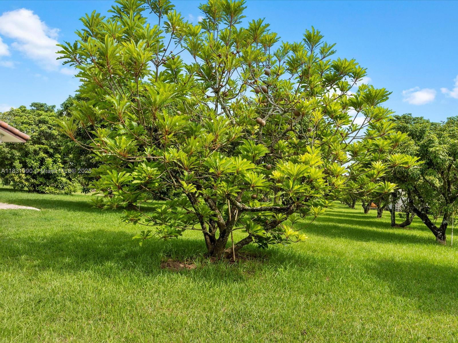 Redlands - Residential