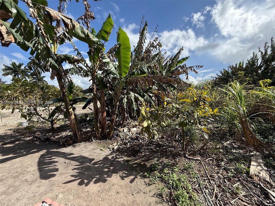 Oportunidad de Inversión Agrícola en The Redland
Ubicados en el corazón agrícola del suroeste de Miami-Dade, estos terrenos son ideales para viveros, cultivo de frutas tropicales o simplemente como reserva de valor en una zona histórica de suelo fértil (suelo rojizo).
Folio #4121 (1.35 Acres): Es el lote con mayor ventaja operativa inmediata. Al contar con luz y agua, facilita enormemente la instalación de sistemas de riego o maquinaria para el mantenimiento de cultivos.