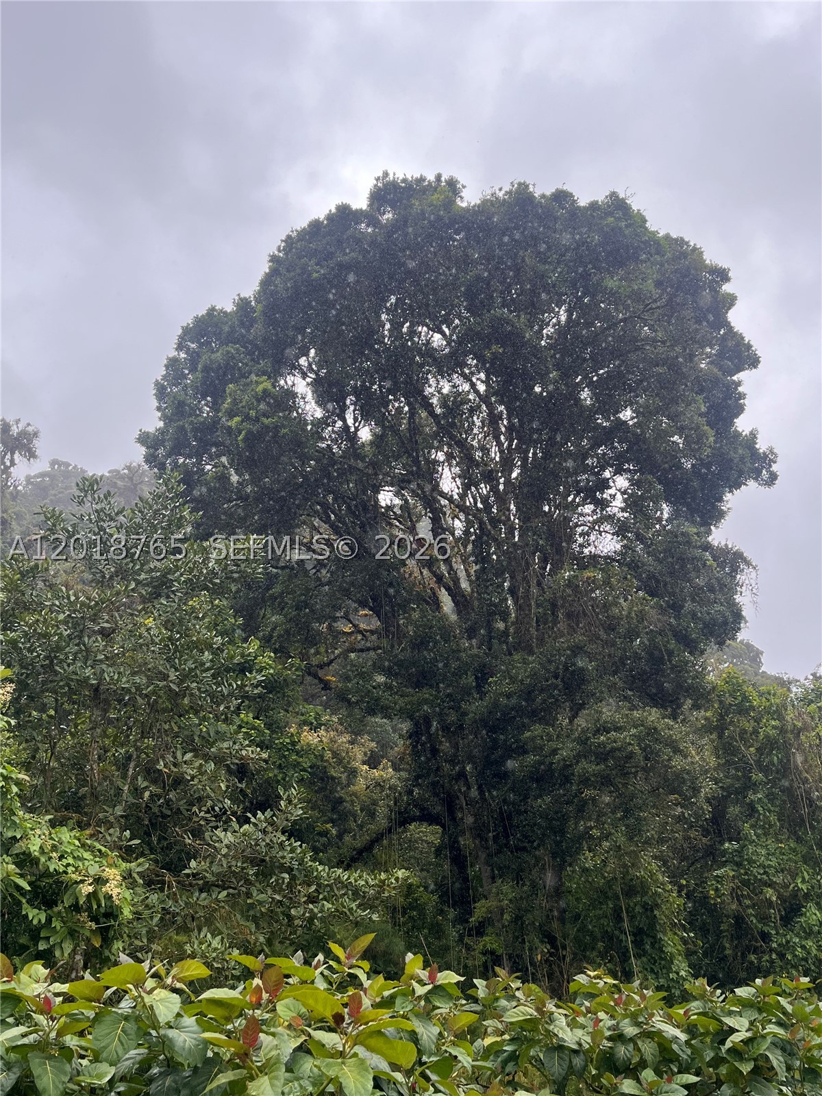 CERRO PUNTA, Panama, Rep of Panama