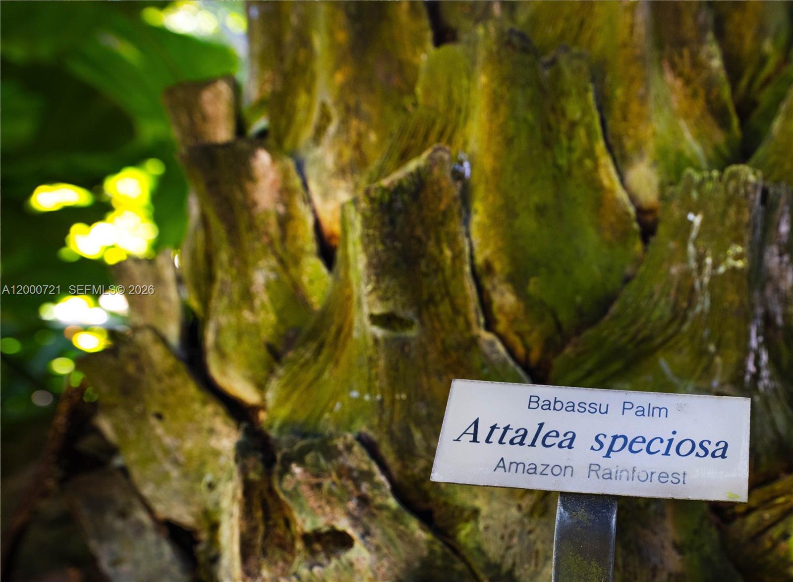 COCOA PLUM HEIGHTS SUB - Land