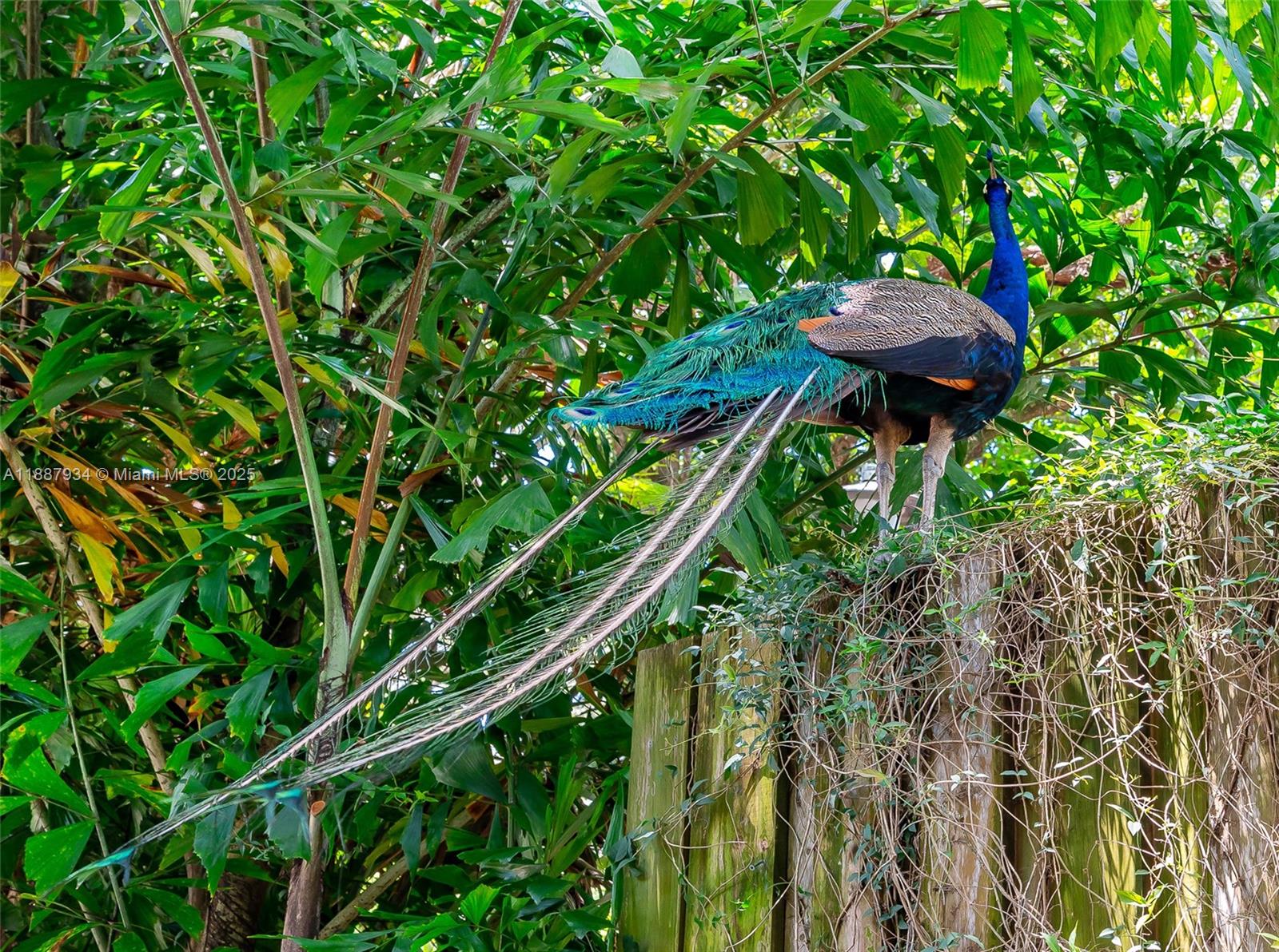 COCO GVE PK 2 AMD - Residential Lease