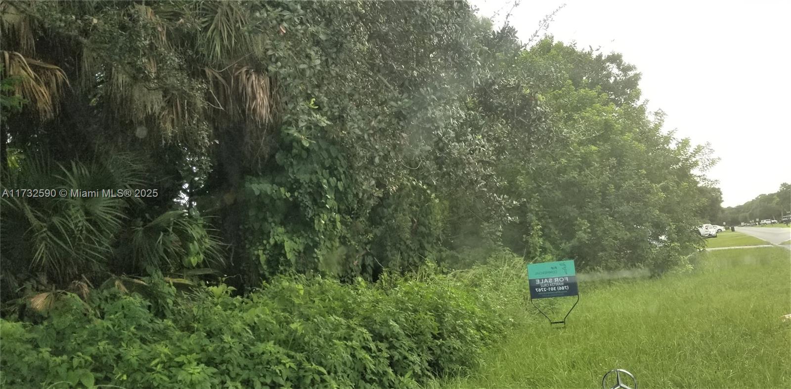 890 Yellow tail sw - Land