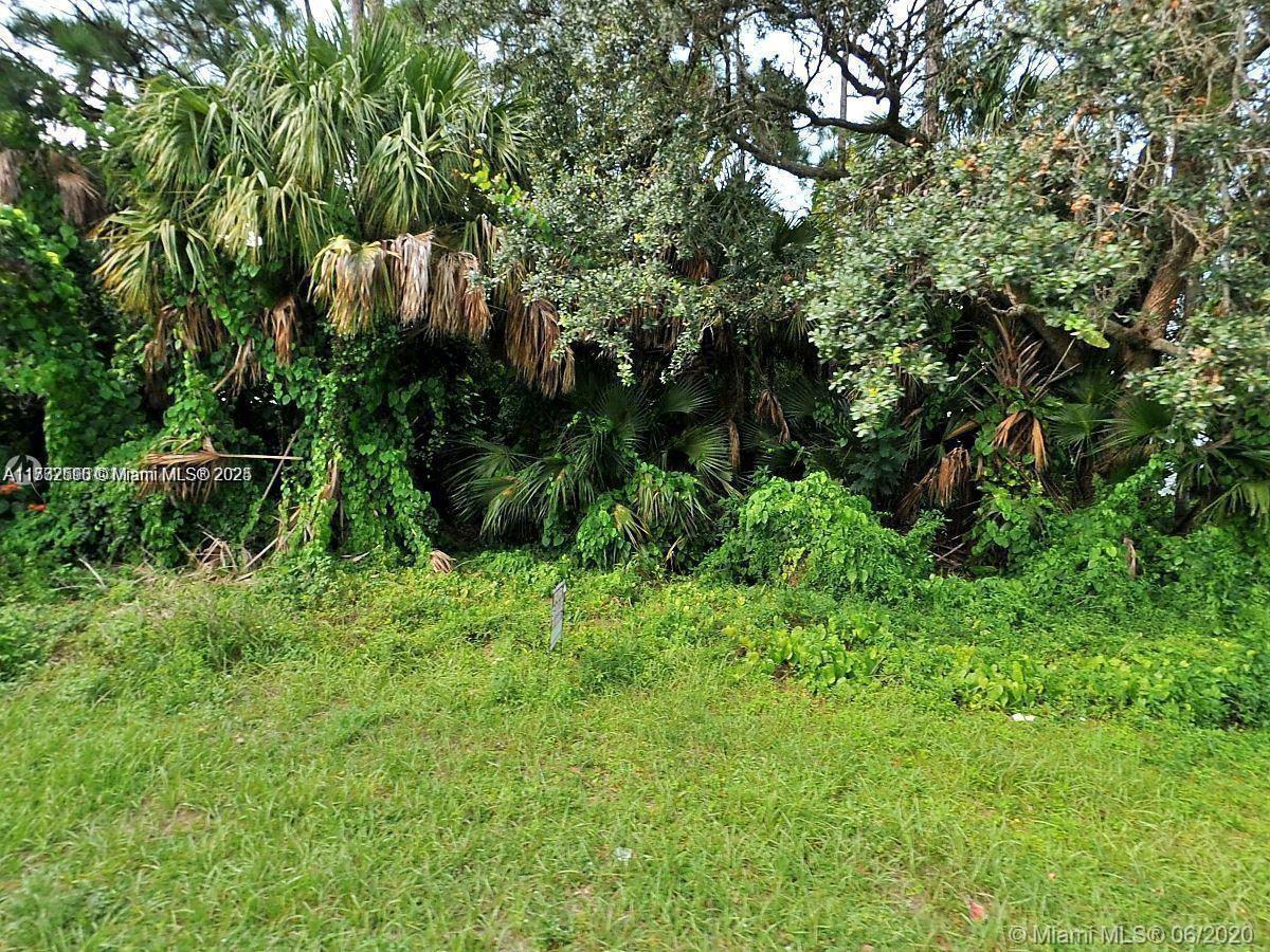 890 Yellow tail sw - Land