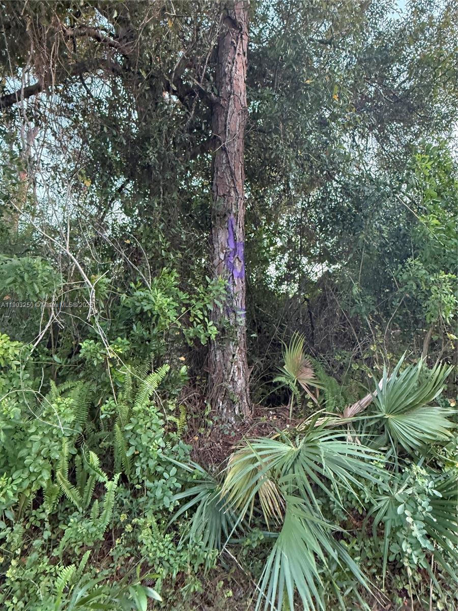 PALM BEACH HEIGHTS - Land