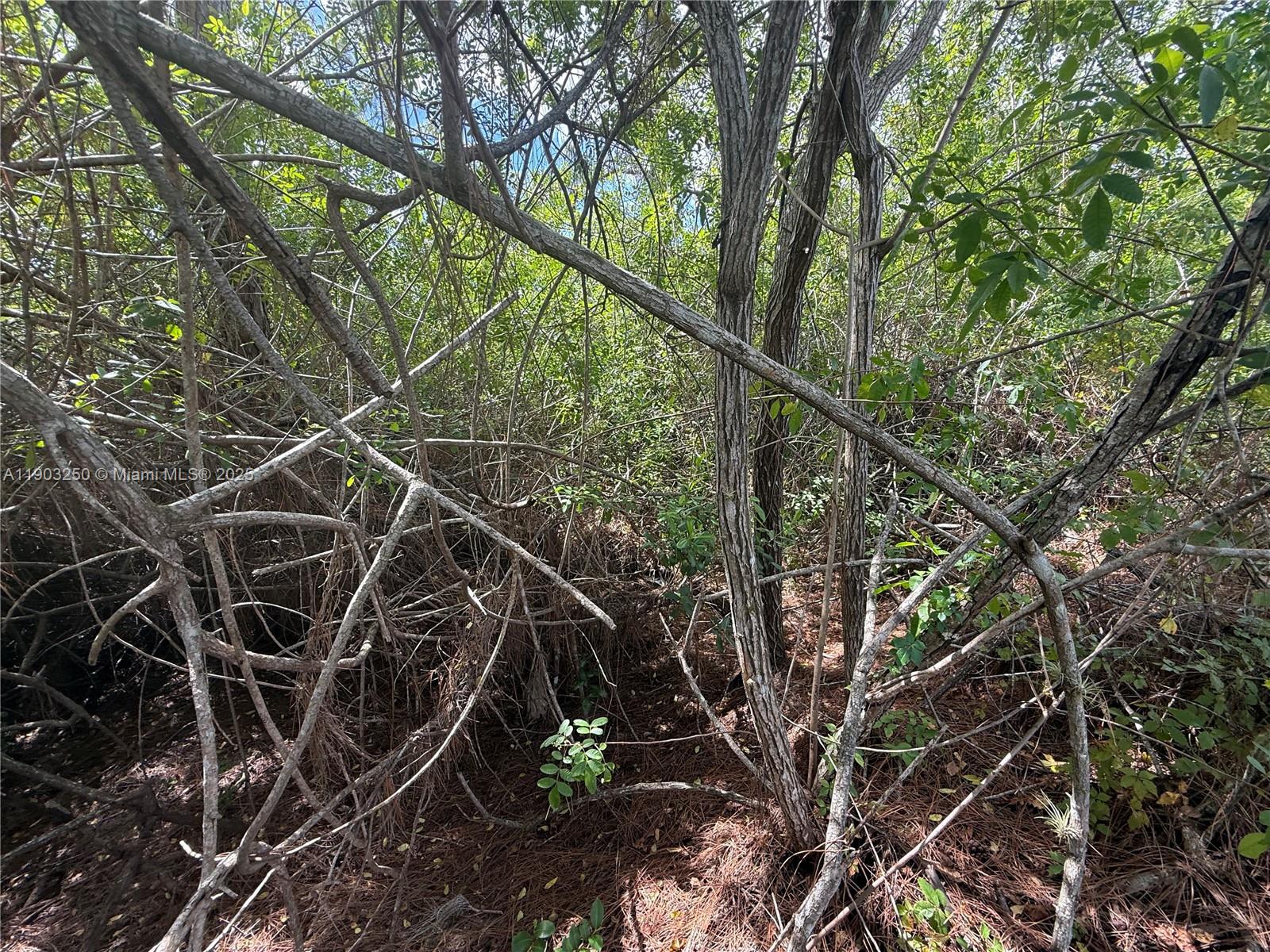 PALM BEACH HEIGHTS - Land