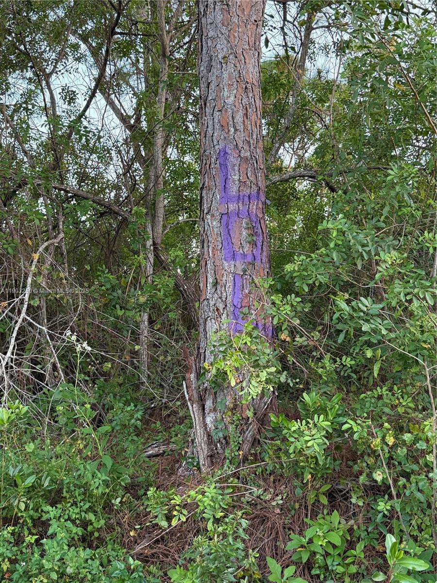 PALM BEACH HEIGHTS - Land