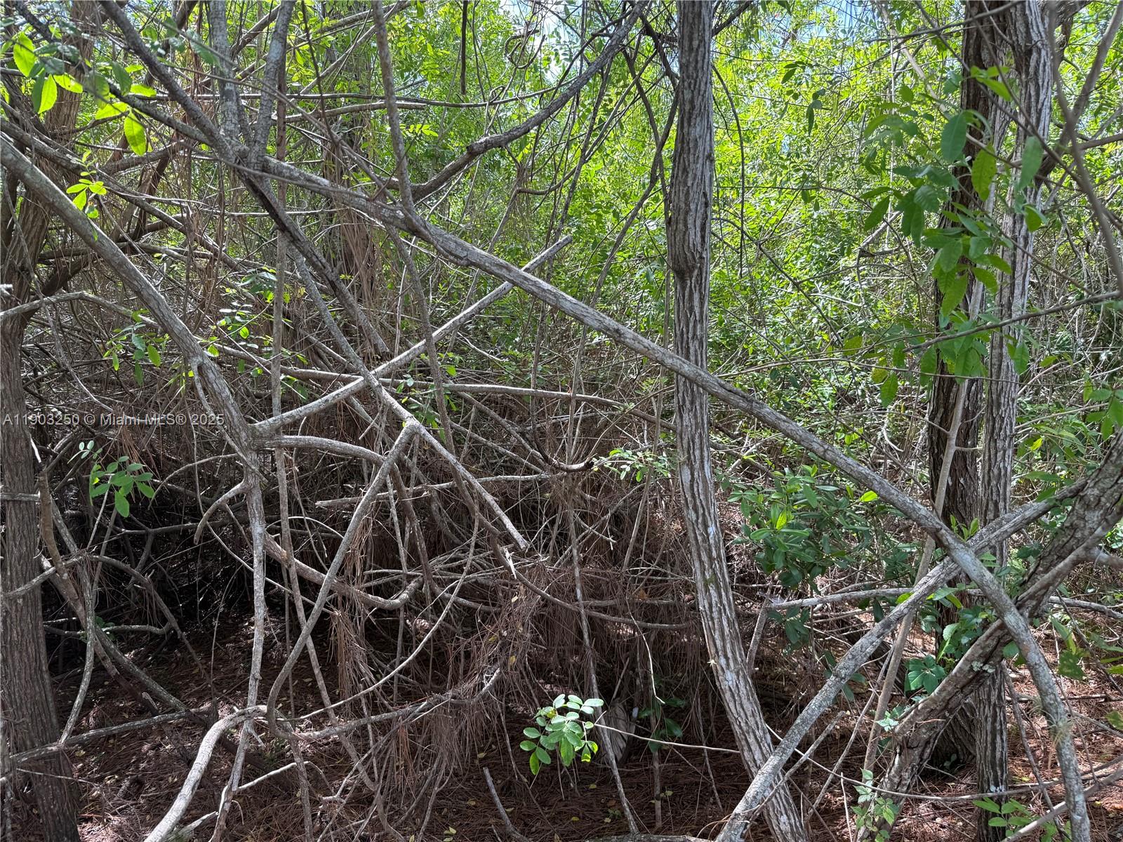 PALM BEACH HEIGHTS - Land