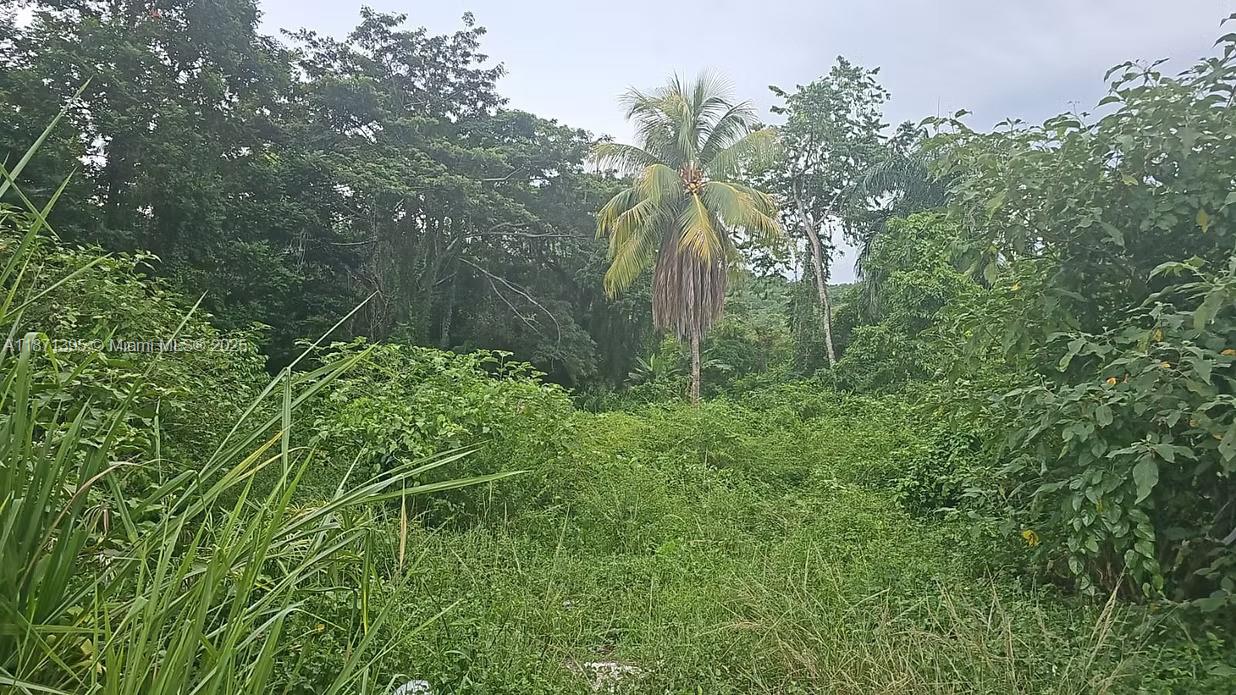 RIO NEUVO, ST MARY JAMAICA - Land