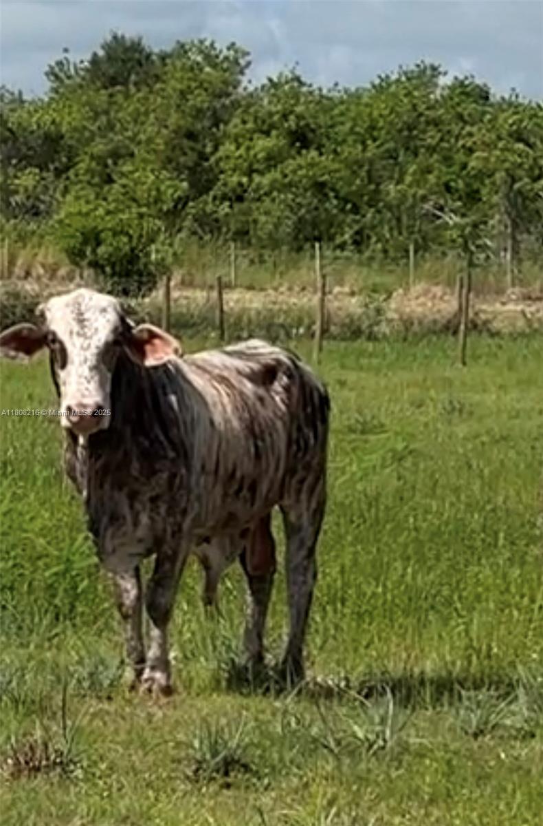 INDIAN RIVER FARMS COMPAN - Land