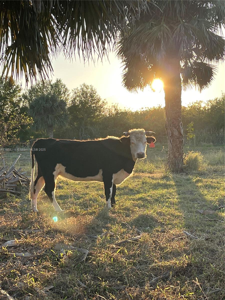 INDIAN RIVER FARMS COMPAN - Land