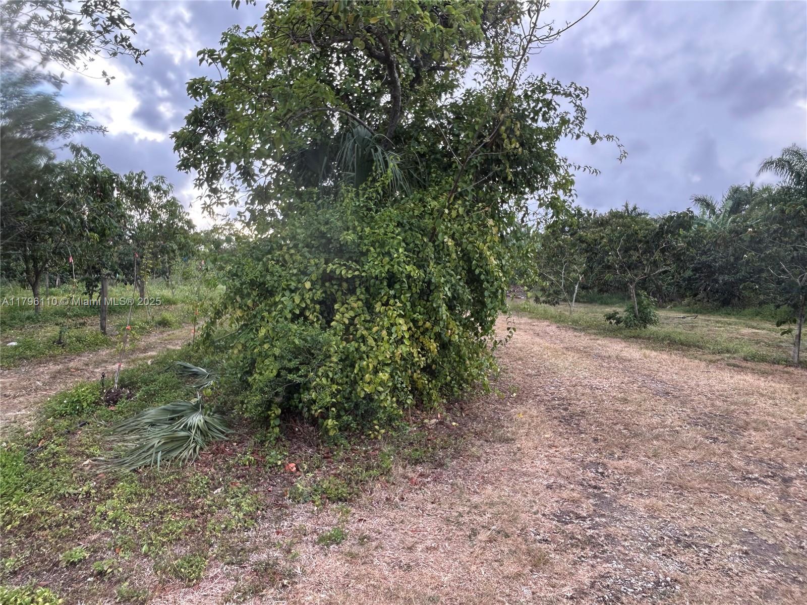 REDLAND CITRUS ORCHARDS S - Land