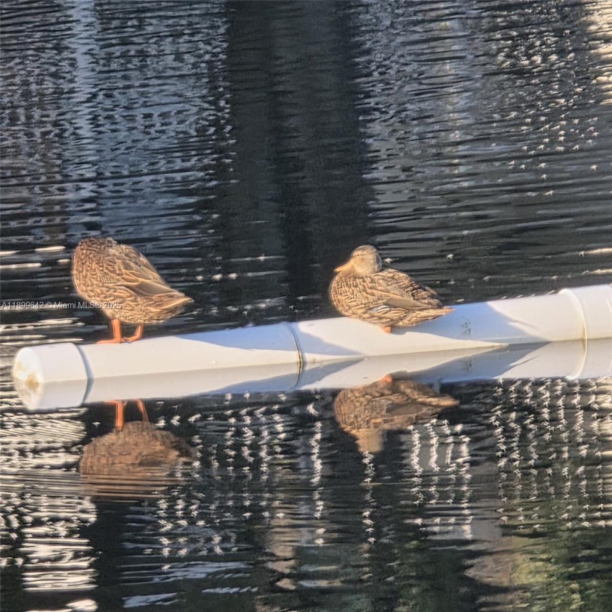 WHITEHALL CONDO AT CAMINO - Residential