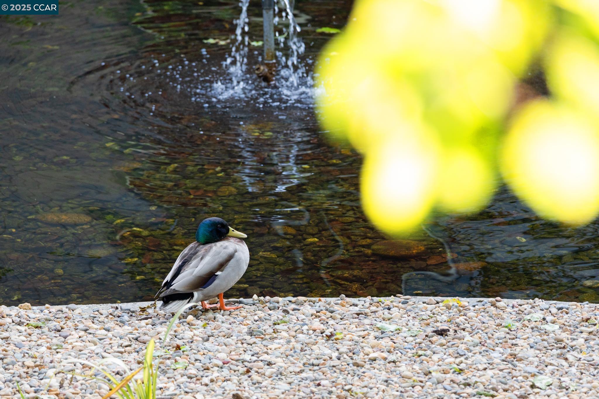 Concord, California 94518, United States, 1 Bedroom Bedrooms, ,1 BathroomBathrooms,Residential,Active,105781