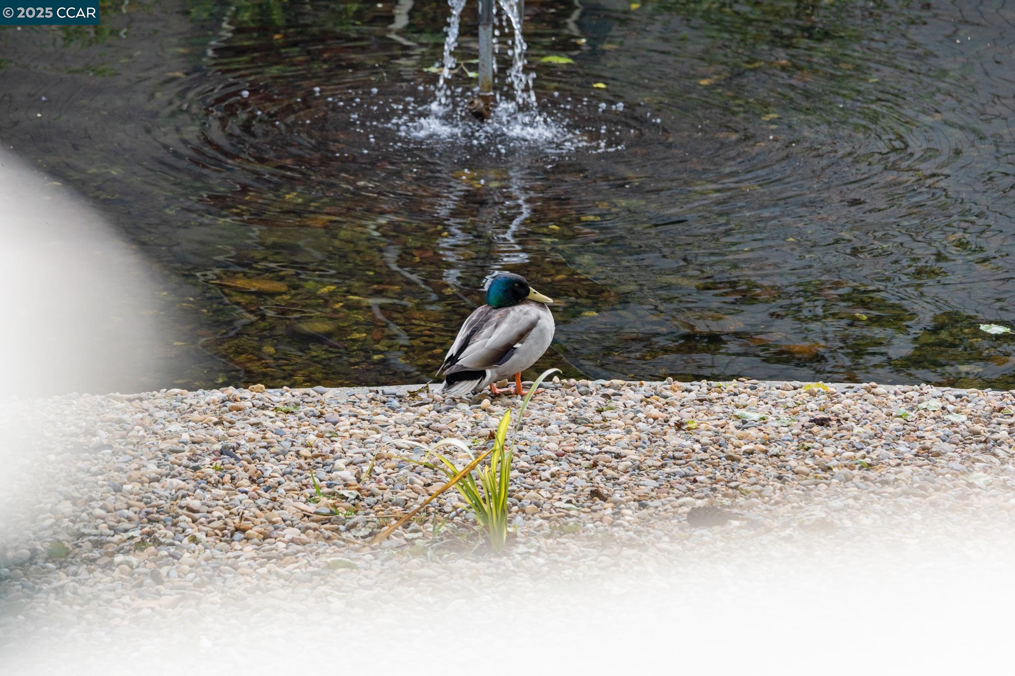 Concord, California 94518, United States, 1 Bedroom Bedrooms, ,1 BathroomBathrooms,Residential,Active,105781