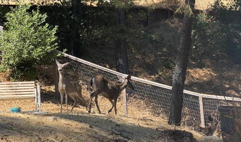 A home in Los Gatos