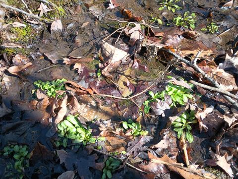 Tiny photo for 3901 Midland Rd Rd, Wingina, VA 24599 (MLS # 364657)