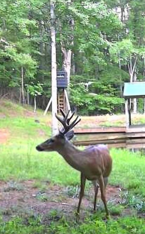 Tiny photo for 2 Venturous Trail, Goode, VA 24556 (MLS # 358966)