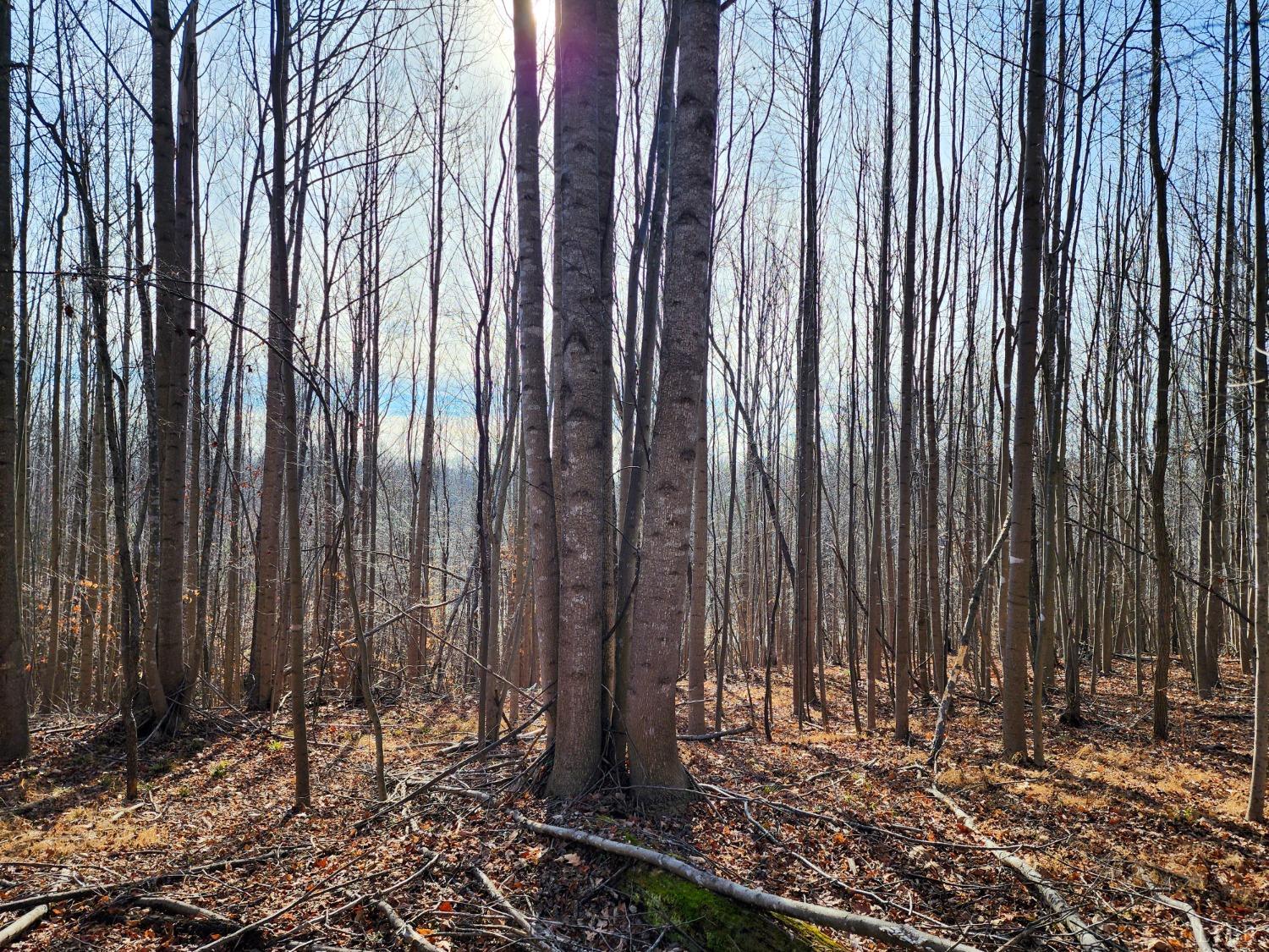 Pinecrest Drive, Madison Heights, Virginia image 4