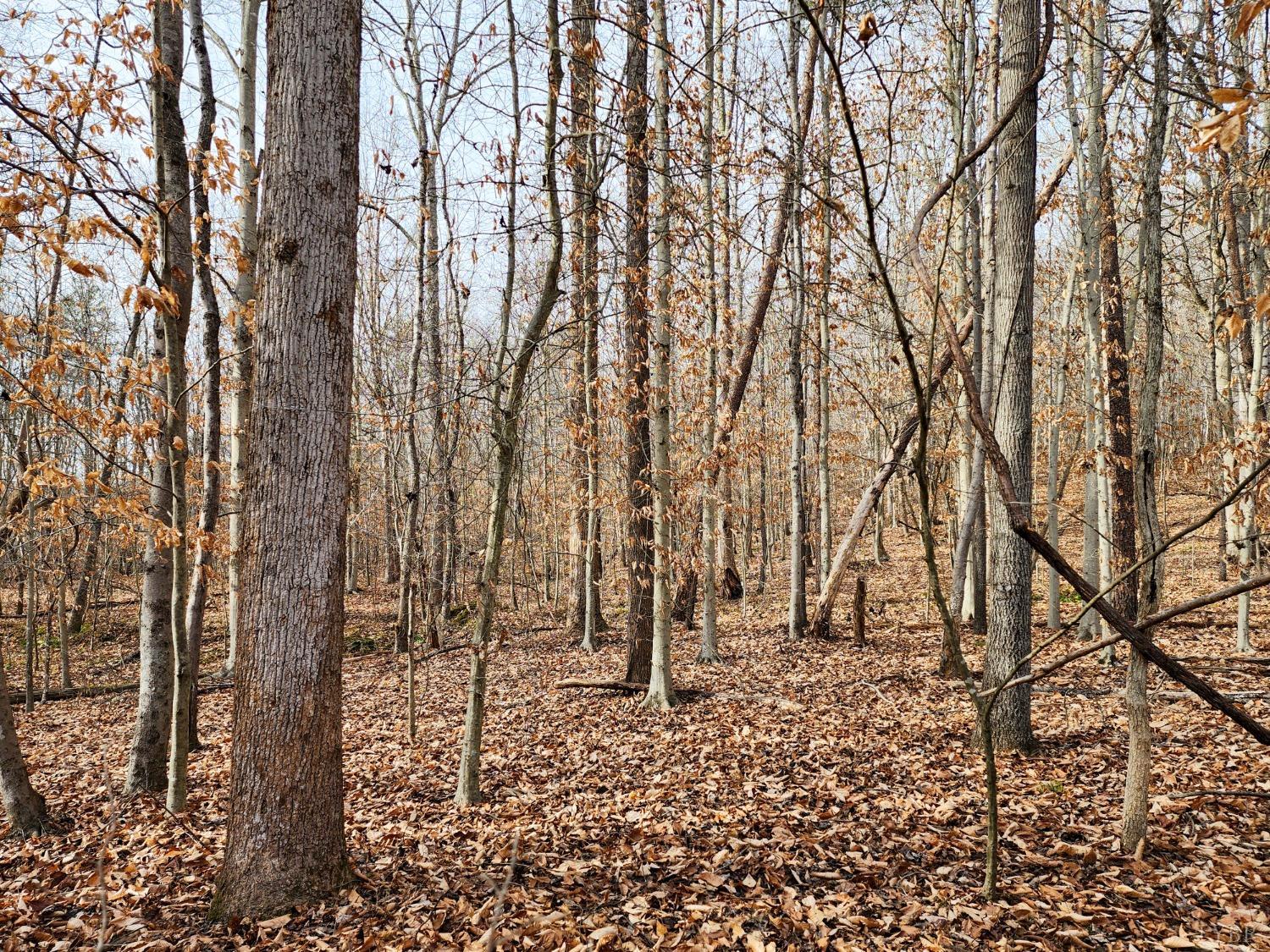 Pinecrest Drive, Madison Heights, Virginia image 2