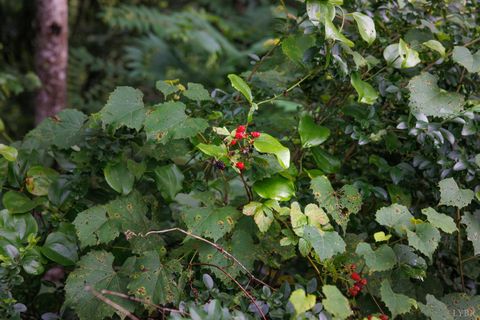 Tiny photo for 0 41 News Road, Eagle Rock, VA 24085 (MLS # 364215)