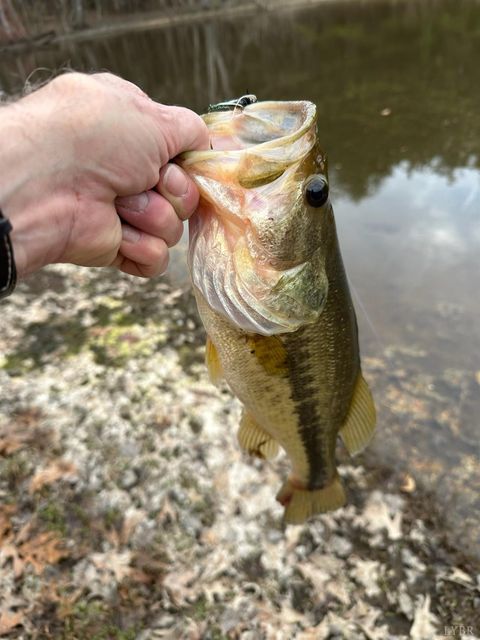 Tiny photo for 7941 Sugar Hill Road, Brookneal, VA 24528 (MLS # 362863)