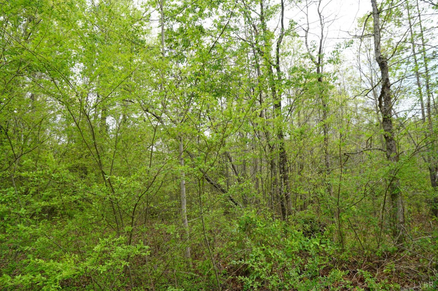 Walker Road, Brookneal, Virginia image 5