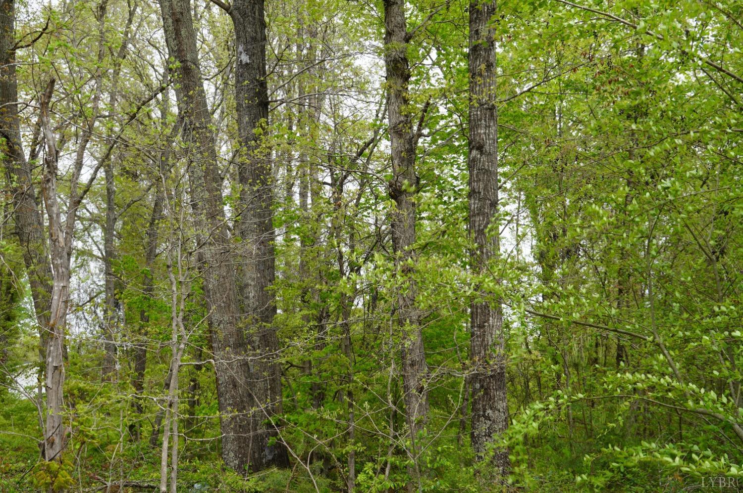 Walker Road, Brookneal, Virginia image 4