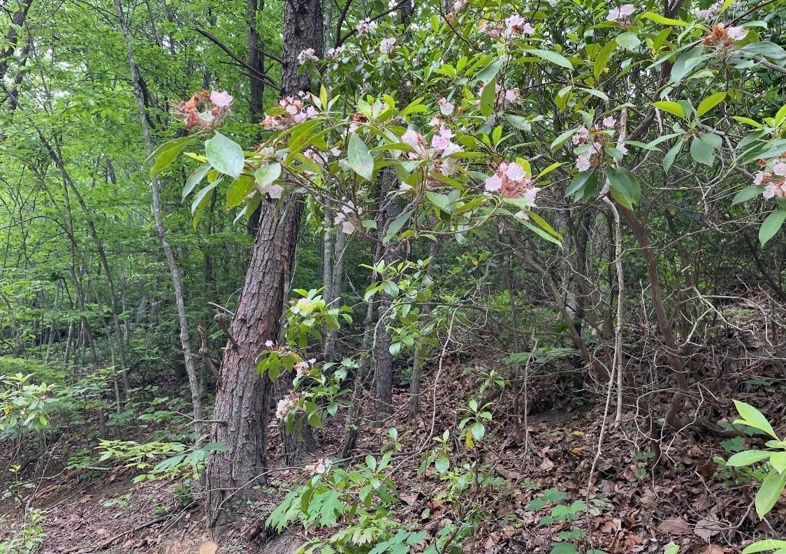Christian Mill Creek Rd., Amherst, Virginia image 2