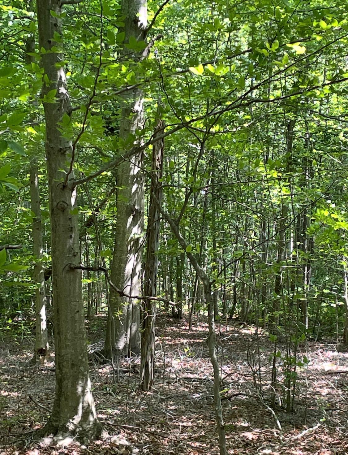 Christian Mill Creek Rd., Amherst, Virginia image 6