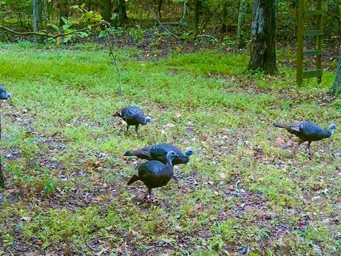 Tiny photo for 0 14528 Lee Jackson Hwy Hwy, Big Island, VA 24526 (MLS # 365006)