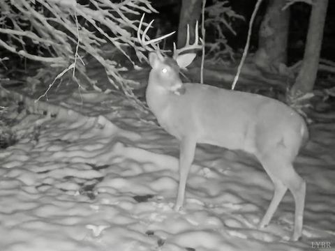 Tiny photo for 0 14528 Lee Jackson Hwy Hwy, Big Island, VA 24526 (MLS # 365006)